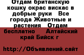 Отдам британскую кошку окрас вискас в добрые руки - Все города Животные и растения » Отдам бесплатно   . Алтайский край,Бийск г.